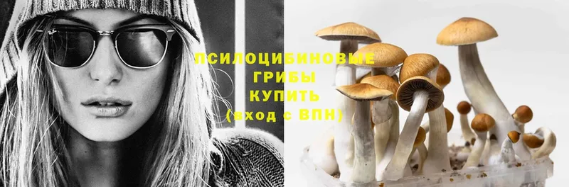 магазин продажи наркотиков  Ковылкино  Галлюциногенные грибы Psilocybine cubensis 